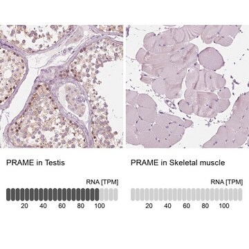 抗-PRAME 兔抗 Prestige Antibodies&#174; Powered by Atlas Antibodies, affinity isolated antibody, buffered aqueous glycerol solution