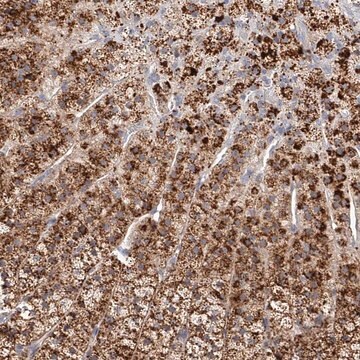 Anti-SLC35D3 antibody produced in rabbit Prestige Antibodies&#174; Powered by Atlas Antibodies, affinity isolated antibody, buffered aqueous glycerol solution