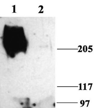 Anticorps anti-canaux sodiques, voltage-dépendants, pan (segment&nbsp;SP19) Chemicon&#174;, from rabbit