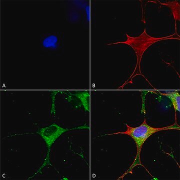 Monoclonal Anti-Glun1-Nr1 - Atto 594 antibody produced in mouse clone S308-48, purified immunoglobulin