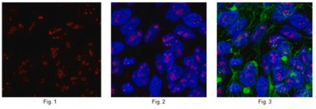 Anti-Zinc finger protein Eos Antibody from rabbit, purified by affinity chromatography