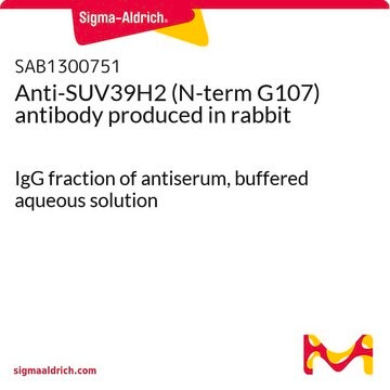 Anti-SUV39H2 (N-term G107) antibody produced in rabbit IgG fraction of antiserum, buffered aqueous solution