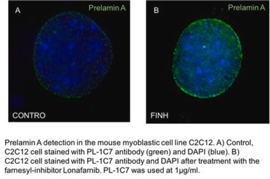 Anticuerpo anti-prelamina-A, clon PL-1C7 clone PL-1C7, from mouse