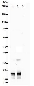 Anti-dimethyl-Histone H3 (Arg17) Antibody Upstate&#174;, from rabbit