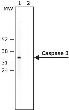 抗カスパーゼ3抗体 ウサギ宿主抗体 IgG fraction of antiserum, buffered aqueous solution