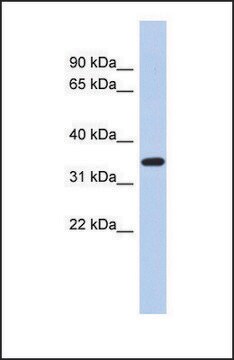 Anti-KLF6 affinity isolated antibody