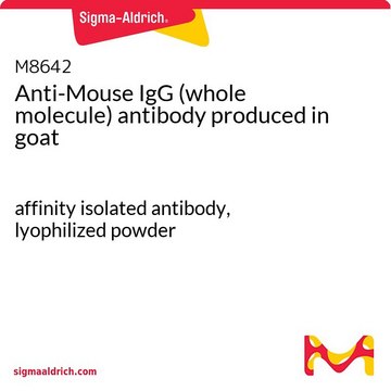 Anti-IgG di topo (molecola intera) affinity isolated antibody, lyophilized powder