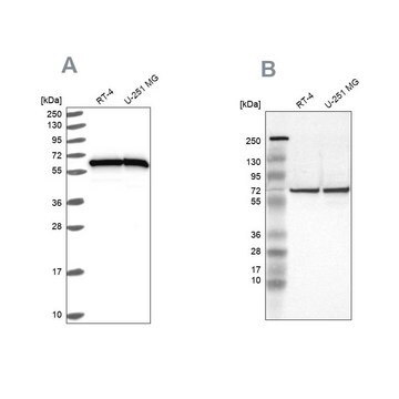 Anti-HSPD1 antibody produced in rabbit Prestige Antibodies&#174; Powered by Atlas Antibodies, affinity isolated antibody