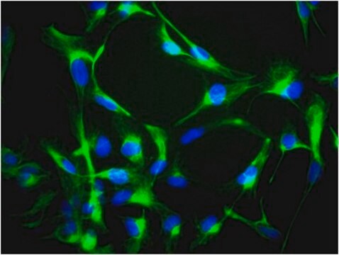 Anti-Nestin Antibody, clone 10C2, Alexa Fluor&#8482; 488 conjugate clone 10C2, from mouse, ALEXA FLUOR&#8482; 488