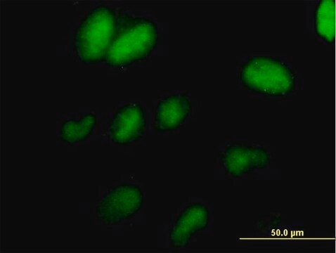 Anti-TCEAL1 antibody produced in mouse IgG fraction of antiserum, buffered aqueous solution