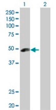 Anti-ANGPTL5 antibody produced in rabbit purified immunoglobulin, buffered aqueous solution