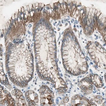 Anti-NKAIN1 antibody produced in rabbit Prestige Antibodies&#174; Powered by Atlas Antibodies, affinity isolated antibody, buffered aqueous glycerol solution