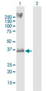 Anti-CXCR2 antibody produced in mouse purified immunoglobulin, buffered aqueous solution