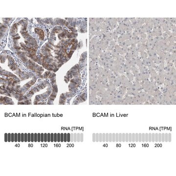 抗BCAM抗体 ウサギ宿主抗体 Prestige Antibodies&#174; Powered by Atlas Antibodies, affinity isolated antibody, buffered aqueous glycerol solution