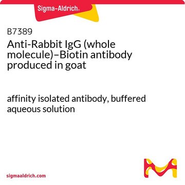 Anti-Rabbit IgG (whole molecule)–Biotin antibody produced in goat affinity isolated antibody, buffered aqueous solution