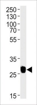 MONOCLONAL ANTI-GFP TAG antibody produced in mouse clone 168AT1211, IgG fraction of antiserum, buffered aqueous solution