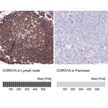 抗CORO1A抗体 ウサギ宿主抗体 Prestige Antibodies&#174; Powered by Atlas Antibodies, affinity isolated antibody, buffered aqueous glycerol solution