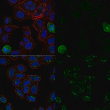 Anti-phospho-Ubiquitin Antibody (Ser65), Alexa Fluor&#8482; 488 Conjugate from rabbit, ALEXA FLUOR&#8482; 488