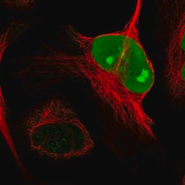 抗NUSAP1抗体 ウサギ宿主抗体 Prestige Antibodies&#174; Powered by Atlas Antibodies, affinity isolated antibody, buffered aqueous glycerol solution