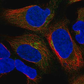 Anti-UBXN6 antibody produced in rabbit Prestige Antibodies&#174; Powered by Atlas Antibodies, affinity isolated antibody