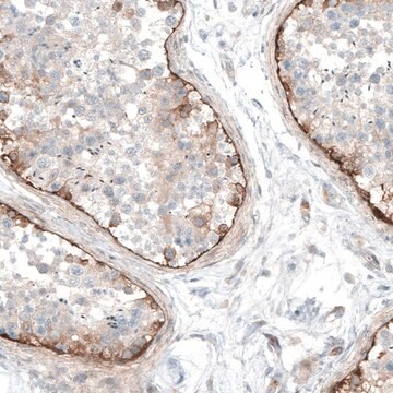 Anti-LAMA1 antibody produced in rabbit Prestige Antibodies&#174; Powered by Atlas Antibodies, affinity isolated antibody, buffered aqueous glycerol solution