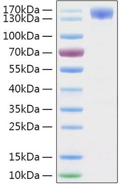 Recombinant 2019-nCoV Spike S1 Protein with hFc and His tag