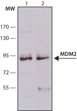 モノクロナール抗MDM2 マウス宿主抗体 clone SMP14, ascites fluid