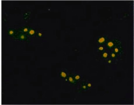 抗法呢基兔pAb liquid, Calbiochem&#174;