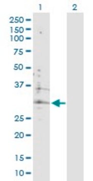 Anti-ATP6V0B antibody produced in rabbit purified immunoglobulin, buffered aqueous solution