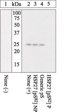 Anti-phospho HSP27 (pS82) Antibody Chemicon&#174;, from rabbit