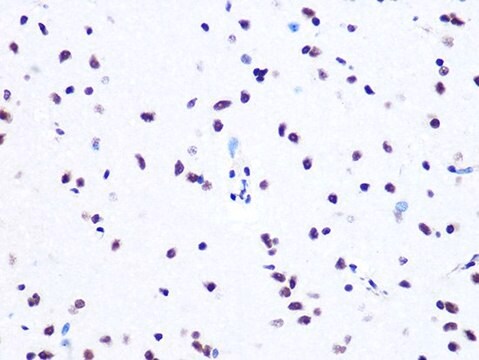 Anti-ASH2L antibody produced in rabbit