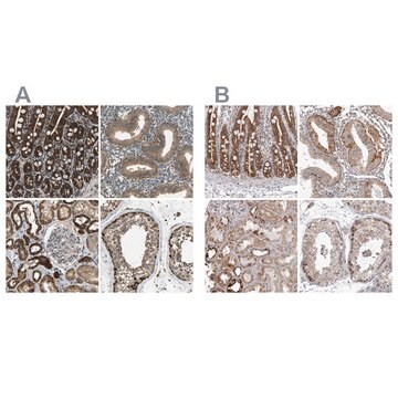 抗TUFM抗体 ウサギ宿主抗体 Prestige Antibodies&#174; Powered by Atlas Antibodies, affinity isolated antibody, buffered aqueous glycerol solution