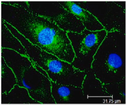 Anticorps anti-VE-cadhérine, clone&nbsp;Vli37 culture supernatant, clone Vli37, from rabbit