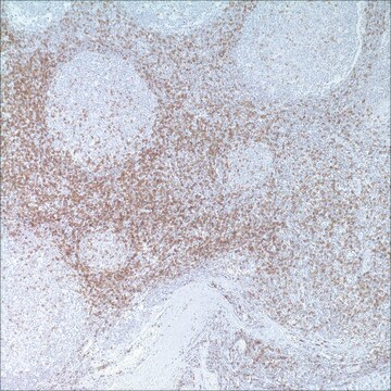 CD45RO (UCHL-1) Mouse Monoclonal Antibody