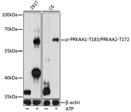 Anti-Phospho-PRKAA1-T183/PRKAA2-T172 antibody produced in rabbit