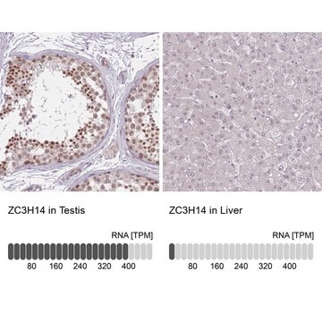 抗-ZC3H14 兔抗 Prestige Antibodies&#174; Powered by Atlas Antibodies, affinity isolated antibody, buffered aqueous glycerol solution