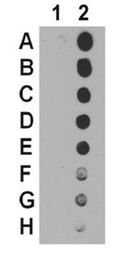 Anticorps anti-acétyl-p53 (Lys120) from rabbit, purified by affinity chromatography