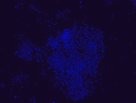 Sonda FISH Akkermansia muciniphila - Cy3 Probe for fluorescence in situ hybridization (FISH),20 &#956;M in water