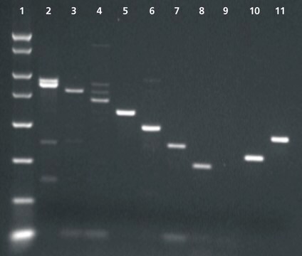 Enhanced Avian逆転写酵素 [eAMV&#8482;RT] For reverse transcription at higher temperatures &amp; rare mRNAs