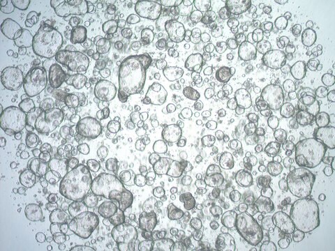 3dGRO Colon Intestinal Organoids, Age 43 (Prep ht-118-C)