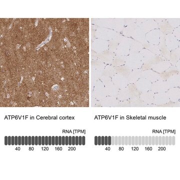 Anti-ATP6V1F antibody produced in rabbit Prestige Antibodies&#174; Powered by Atlas Antibodies, affinity isolated antibody, buffered aqueous glycerol solution