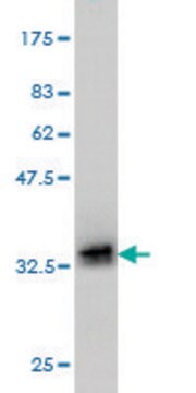 Monoclonal Anti-POMC antibody produced in mouse clone 3E11, purified immunoglobulin, buffered aqueous solution