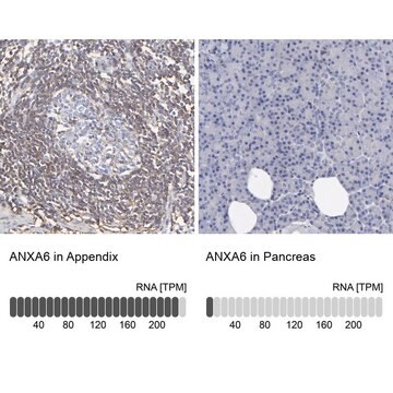 Anti-ANXA6 antibody produced in rabbit Ab1, Prestige Antibodies&#174; Powered by Atlas Antibodies, affinity isolated antibody, buffered aqueous glycerol solution