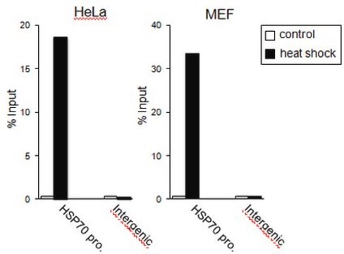 Anti-HSF 1 Antibody serum, from rabbit