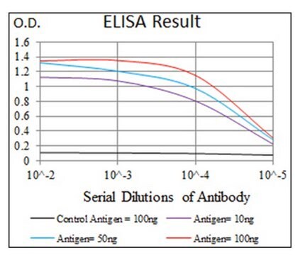 Anti-KEAP1, clone 7G4B10 Antibody clone 7G4B10, from mouse