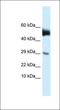 Anti-AMHR2 antibody produced in rabbit affinity isolated antibody