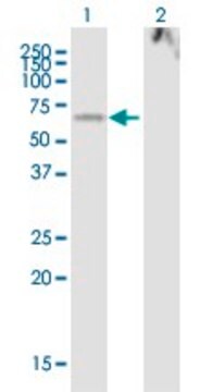 Anti-LOXL1 antibody produced in mouse purified immunoglobulin, buffered aqueous solution