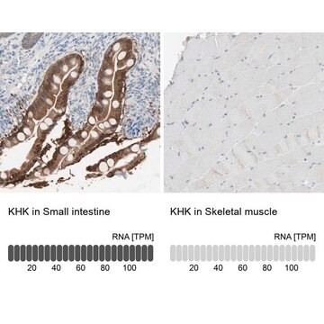 Anti-KHK antibody produced in rabbit Prestige Antibodies&#174; Powered by Atlas Antibodies, affinity isolated antibody, buffered aqueous glycerol solution