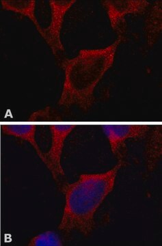 Monoclonal Anti-CYBA antibody produced in mouse clone CB-64, purified from hybridoma cell culture