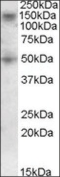 Anti-RNF139 (C-terminal) antibody produced in goat affinity isolated antibody, buffered aqueous solution